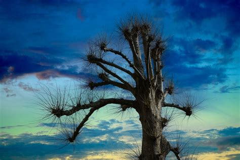 Naked Tree In Arundel Smithsonian Photo Contest Smithsonian Magazine