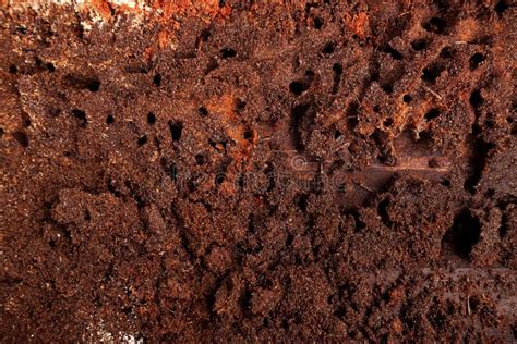 Nest Termite at Wooden Wall Stock Image - Image of inside, colony ...