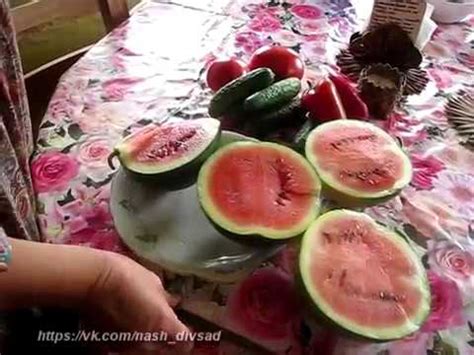 Арбуз Сахарный малыш (Шуга Бейби). - YouTube