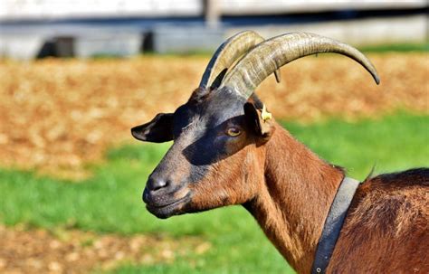 Dans la Marne un bouc venu de nulle part rend tout le monde chèvre