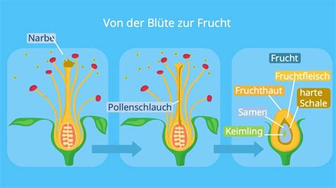 Blüte Aufbau Blütenbestandteile mit Funktion mit Video