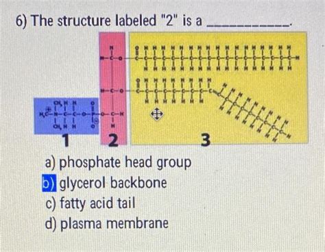 Solved 6) The structure labeled " 2 " is a a) phosphate head | Chegg.com