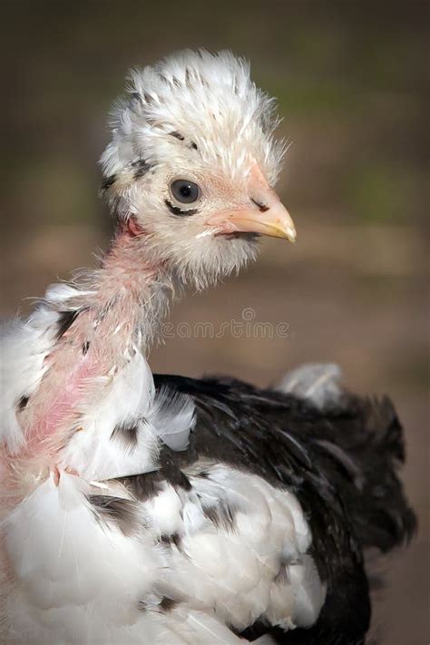Naked Neck Chicken Portrait Stock Image Image Of Bird Feathered 112064105