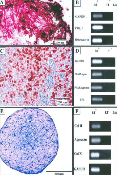 Multilineage Differentiation Potential Of The Isolated Cells Passage 3