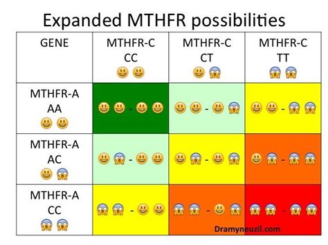 Understanding The Mthfr Mutation Basics Mthfr Mthfr Mutation Mthfr