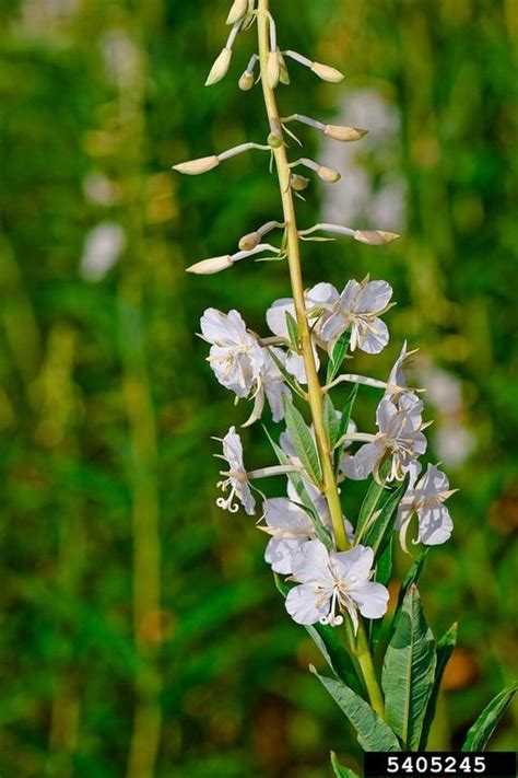 Fireweed Chamerion Angustifolium