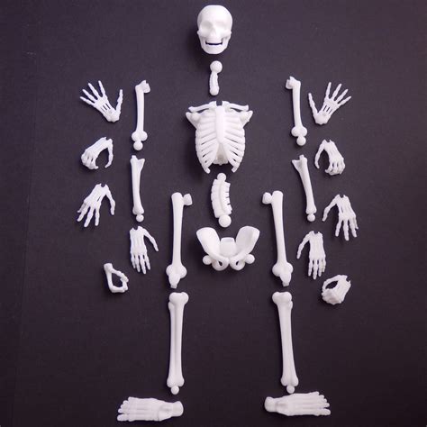 Mattbag3d 3d Printed Articulated Skeleton