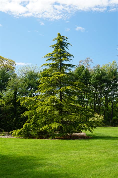 Pinetum Extension Collection Bayard Cutting Arboretum