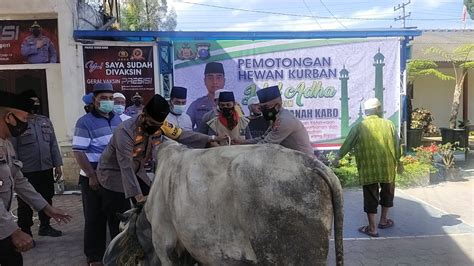 Idul Adha 1442 H Polres Tanah Karo Potong 1 Ekor Sapi Kurban Dan 5