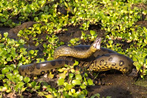 File:Anaconda (Eunectes murinus).jpg - Wikimedia Commons