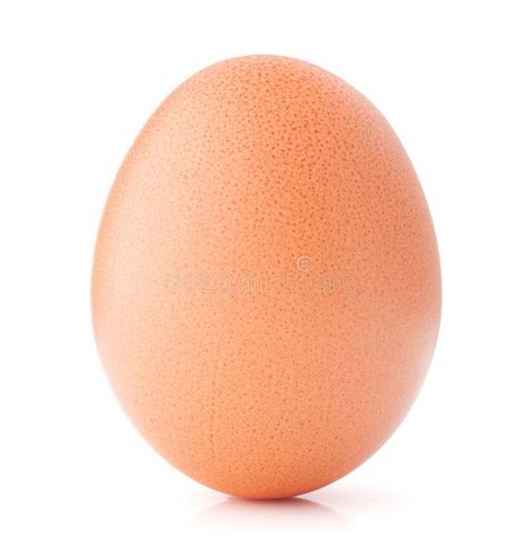 One Brown Egg stock photo. Image of poultry, closeup, chicken - 8860742