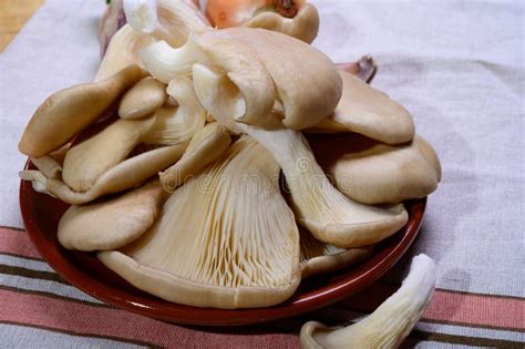 Tasty Vegetarian Food Fresh Organic Pleurotus Ostreatus Or Oyster