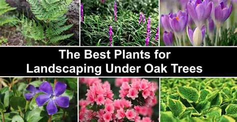 17 Plants That Thrive Under Oak Trees