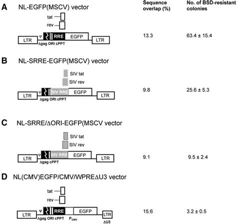 design  testing  rre substituted  sin lentiviral vectors