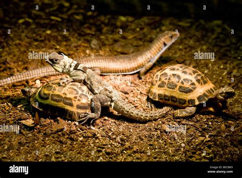 Group of reptiles and tortoises Stock Photo - Alamy