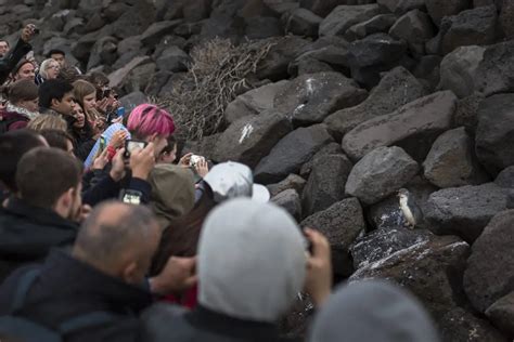 Penguin Viewing - St Kilda Penguins