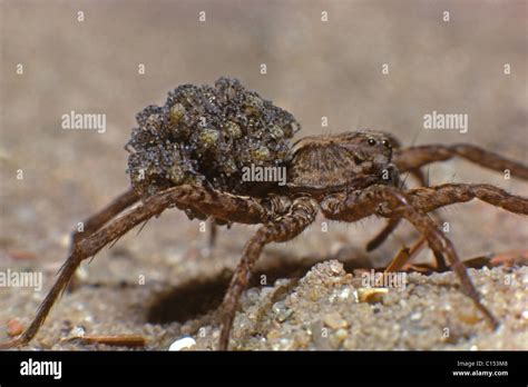 Side View Of Burrowing Wolf Spider Geolycosa Carrying Young