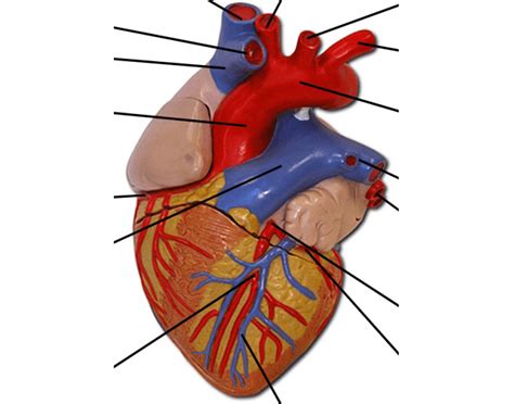 Heart Model Anatomy Labeled Savings | iscclimatecollaborative.org