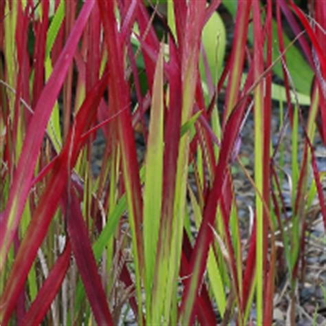 BBC Gardening Plant Finder Japanese Blood Grass