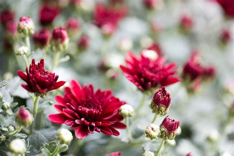 13 Indoor Plants That Are Easy To Grow (Beginner Friendly) - Green ...