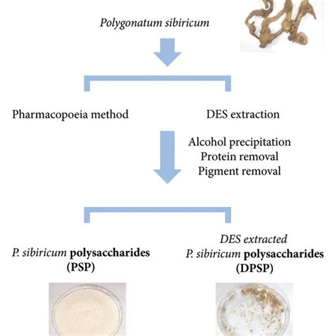 Preparation And Purification Of Polysaccharides From P Sibiricum
