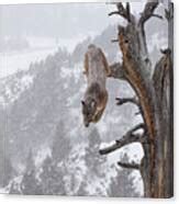 Cougar Leaping Off Tree Photograph By Jenny Hibbert Pixels