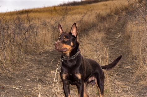 Australian Kelpie (character, nutrition, care)