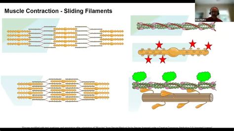 Muscle Contraction - Sliding Filaments (just the facts) - YouTube 
