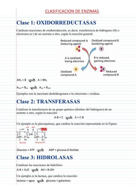 Clasificación de Enzimas DANIELA DELGADO uDocz