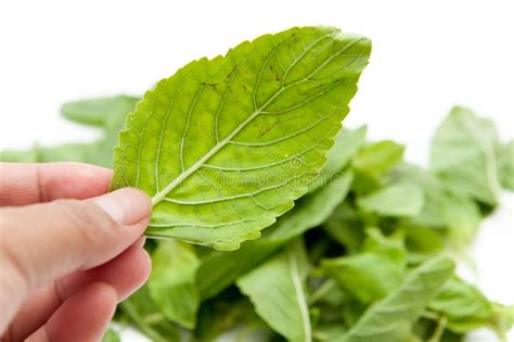 Ocimum sanctum stock photo. Image of health, background - 103372168