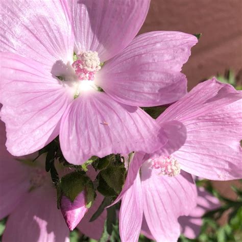 Rosenmalva / Ruusumalva / Malva alcea