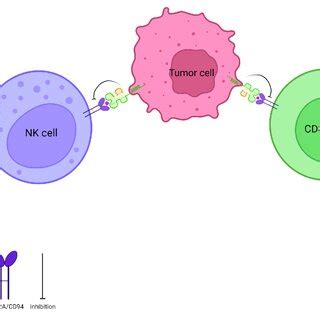 Hla E Expressed On A Tumour Cell Interacting With Immune Cells Note