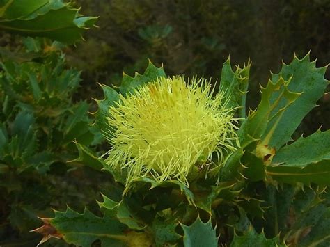 Plantfiles Pictures Parrot Bush Dryandra Sessilis By Kell