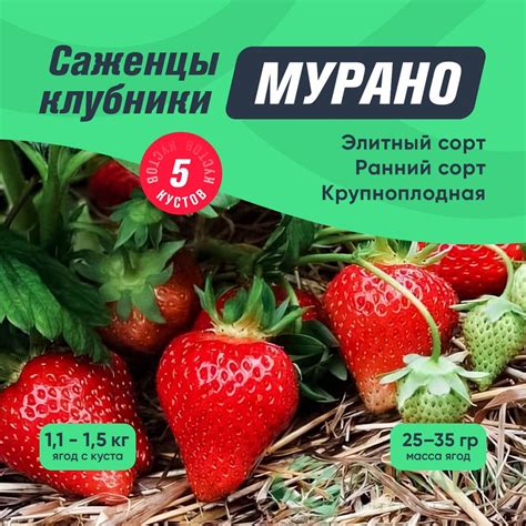 Саженцы клубники Мурано 5 кустов (крупноплодная клубника, ремонтантный ...