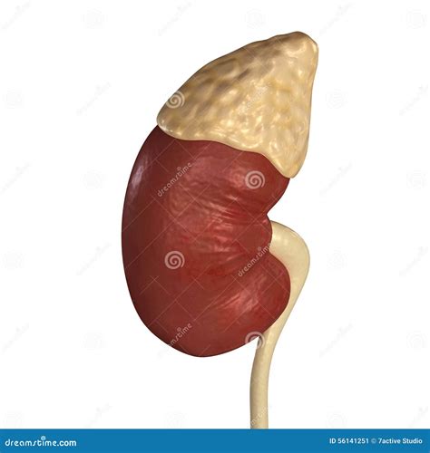 Kidneys stock illustration. Illustration of diabetes - 56141251