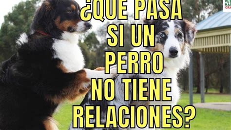 ¿los Perros Saben Cuando Tienes Relaciones Sexuales