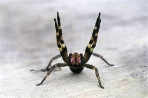 Brazilian Wandering Spider Location - bmp-skedaddle