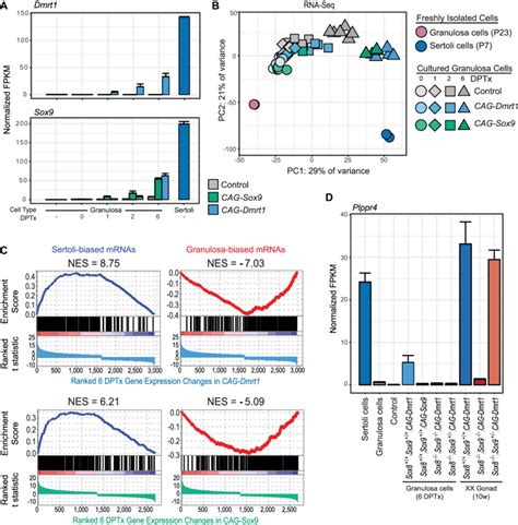 Reprogramming Of Sex Biased Gene Expression By DMRT And SOX In