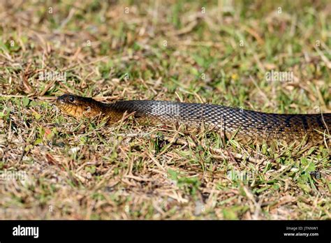 Florida Banded Water Snake Shark Valley Everglades National Park