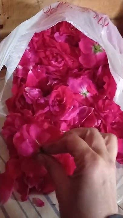 Ферментированный чай из вишневых листьев и лепестков роз. Часть 1 ...