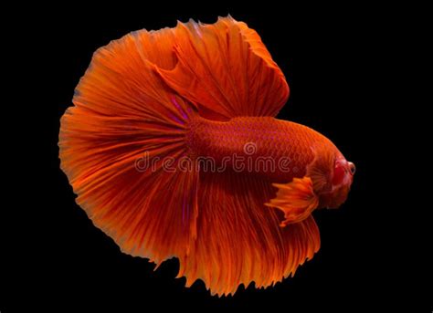 Betta Super Oro Hmpk Halfmoon Plakat Macho O Plakat Lucha Contra Las