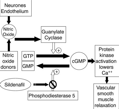 Sildenafil Mechanism