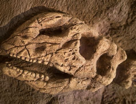 Les Fossiles de Dinosaures les Plus Célèbres Le regne des dinosaures