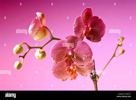 Tiger Moth Lily Stock Photo Alamy