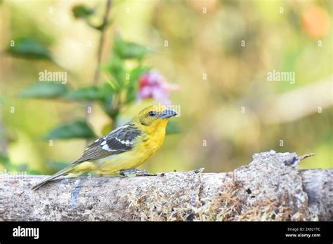 Birds Of Costa Rica Female Flame Colored Tanager Piranga Bidentata