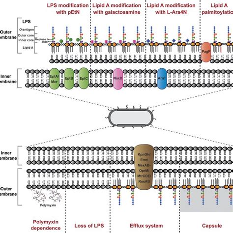 PDF Rescuing The Last Line Polymyxins Achievements And Challenges