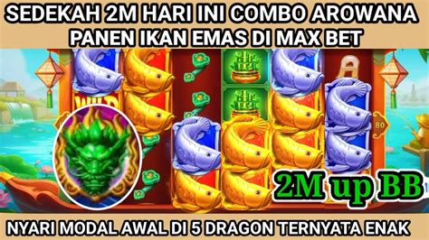 Terbaru Hari Ini Sedekah M Combo Arowana Up Ke Bb Panen Ikan Emas