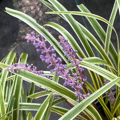Buy Liriope Muscari Variegata Lily Turf Plants Trees 55 Off