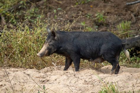 National Feral Pig Action Plan – National Feral Pig Action Plan