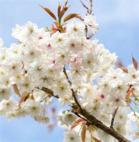 Prunus Fragrant Cloud Shizuka 12 Litre Stewarts Garden Centre